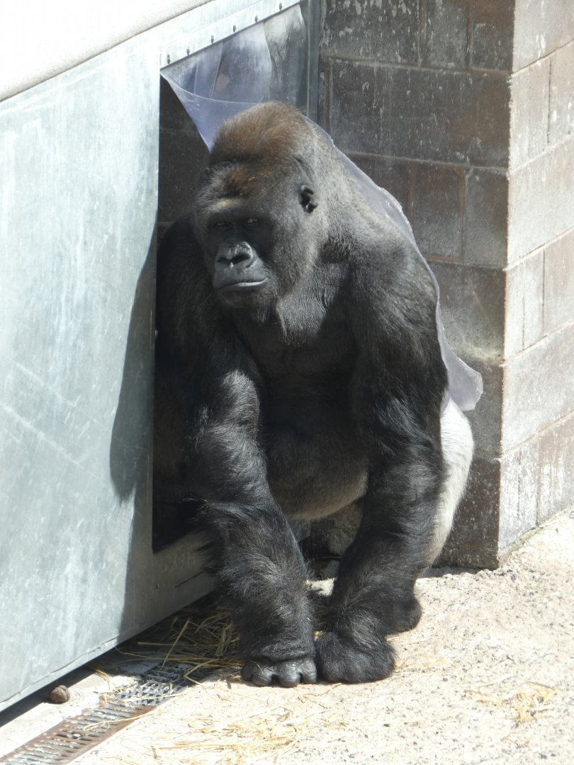 Western lowland gorilla, Gugas