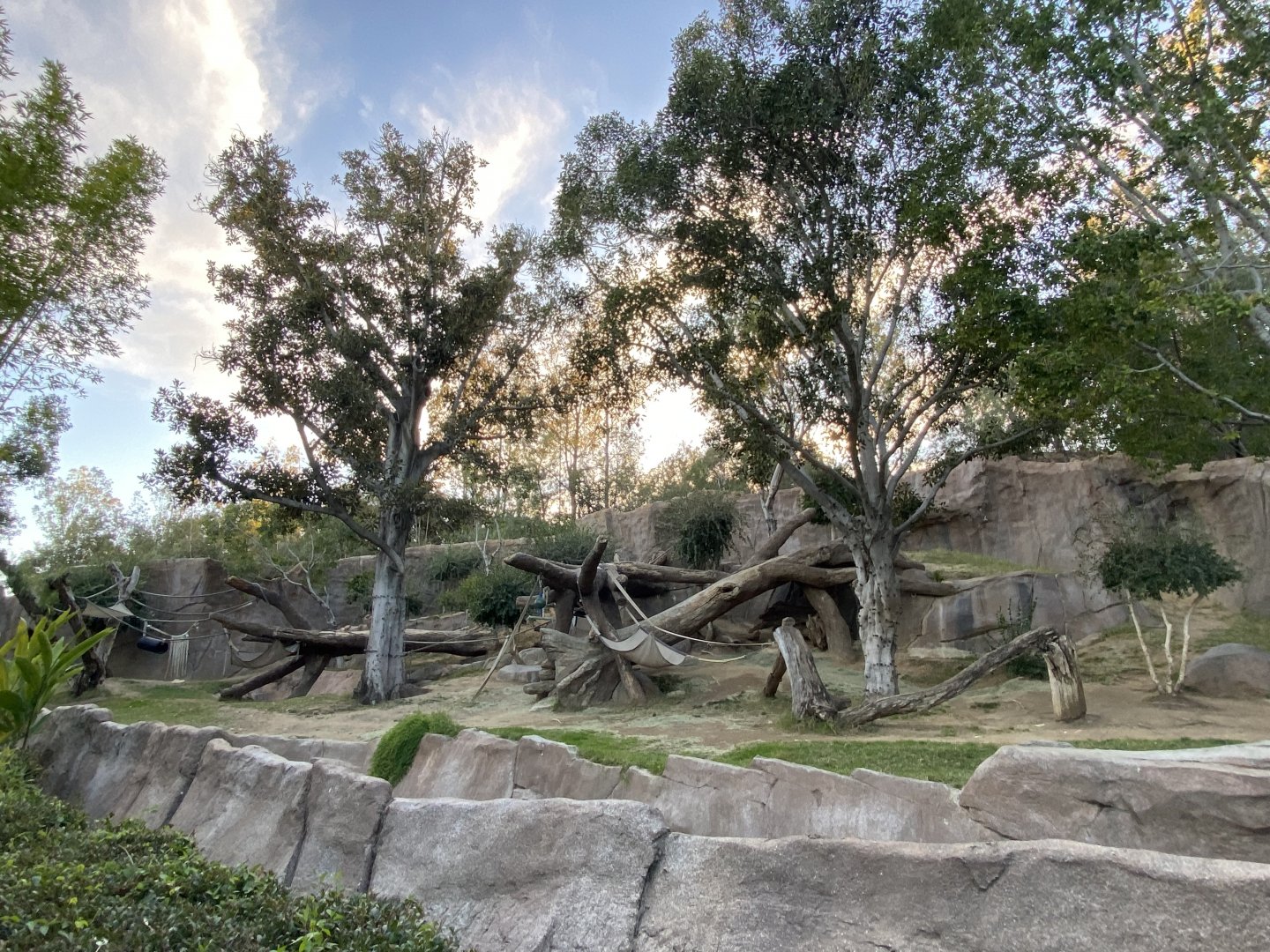 Western Lowland Gorilla Habitat - Gorilla Forest