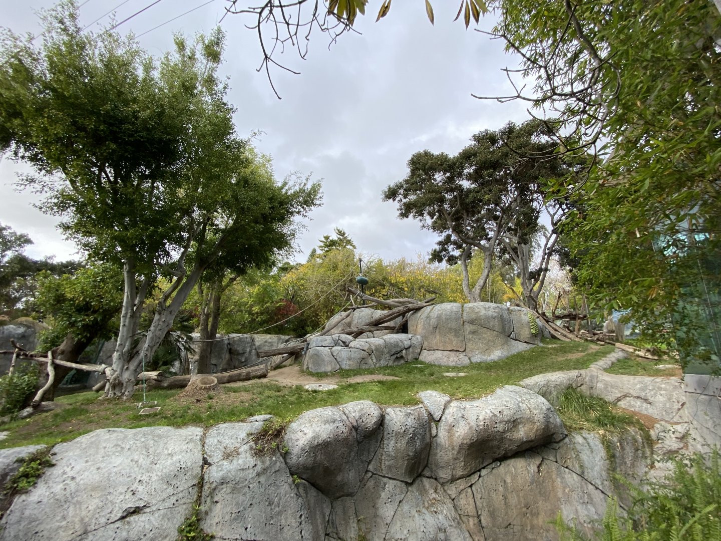 Western Lowland Gorilla Habitat