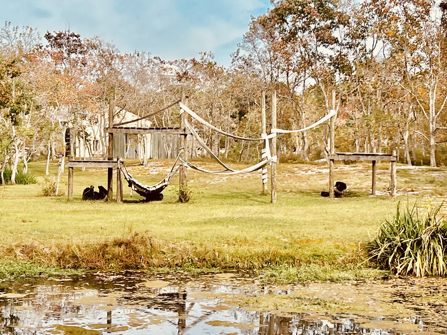 Western Lowland Gorilla Habitat