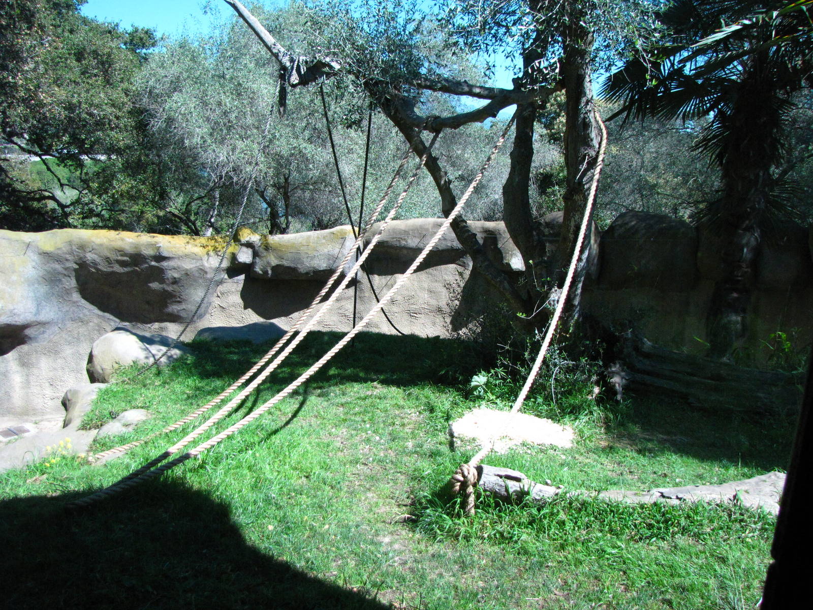Western Lowland Gorilla Habitat