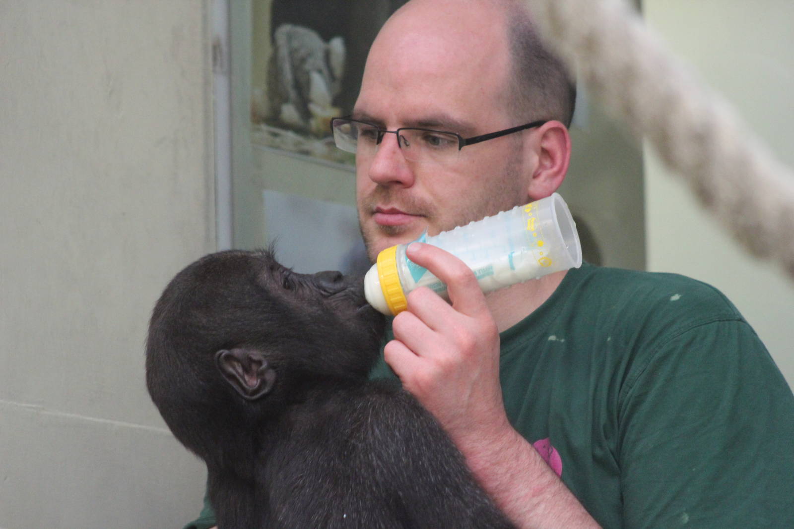 Western lowland gorilla handrearing