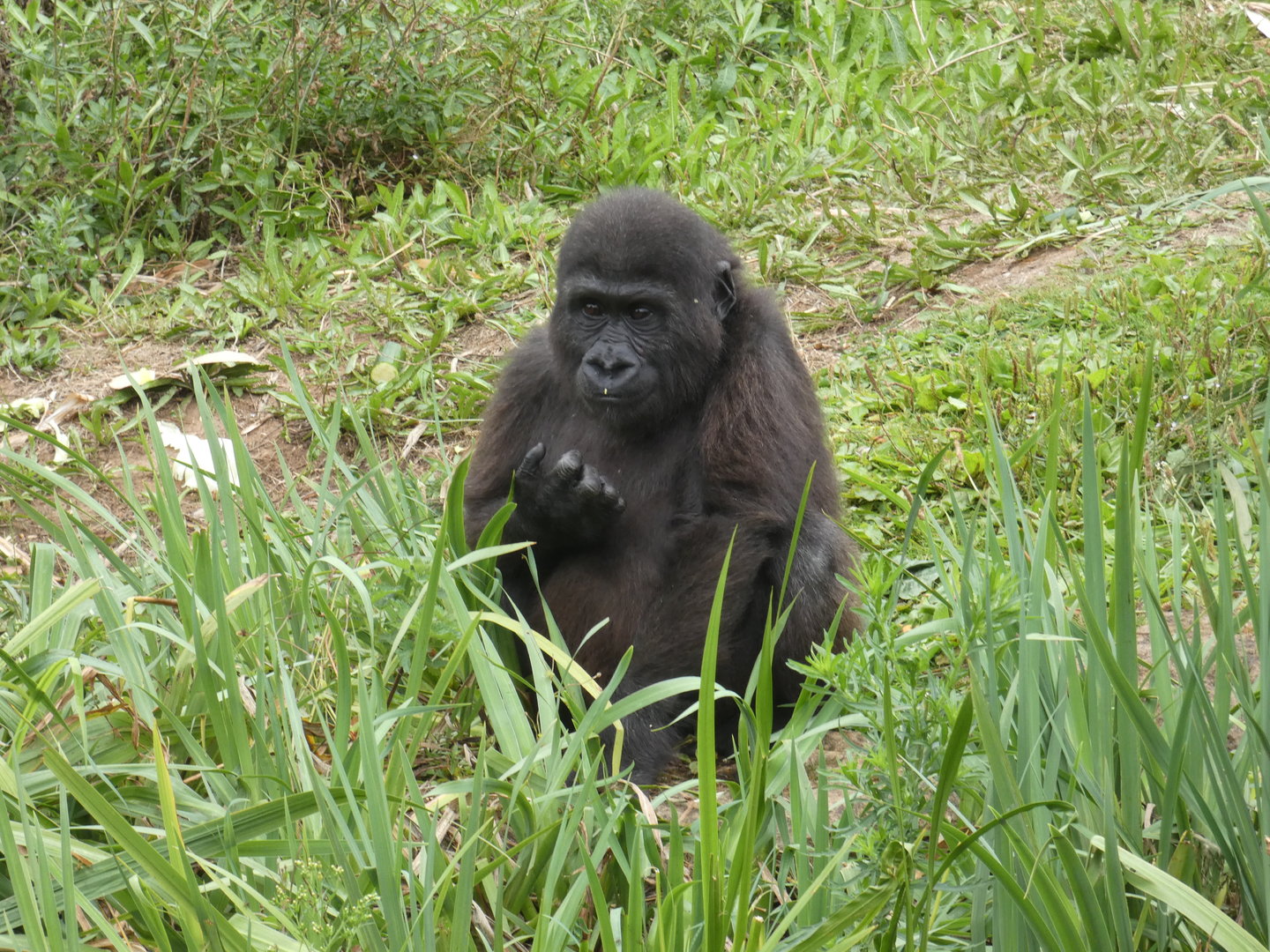 Western lowland gorilla, 'Hasani'
