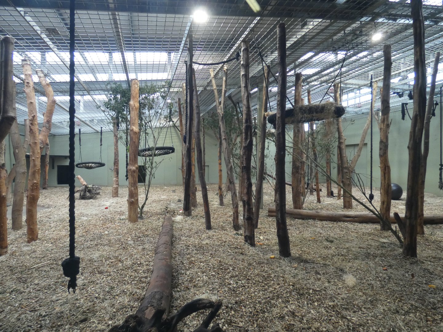 Western lowland gorilla house