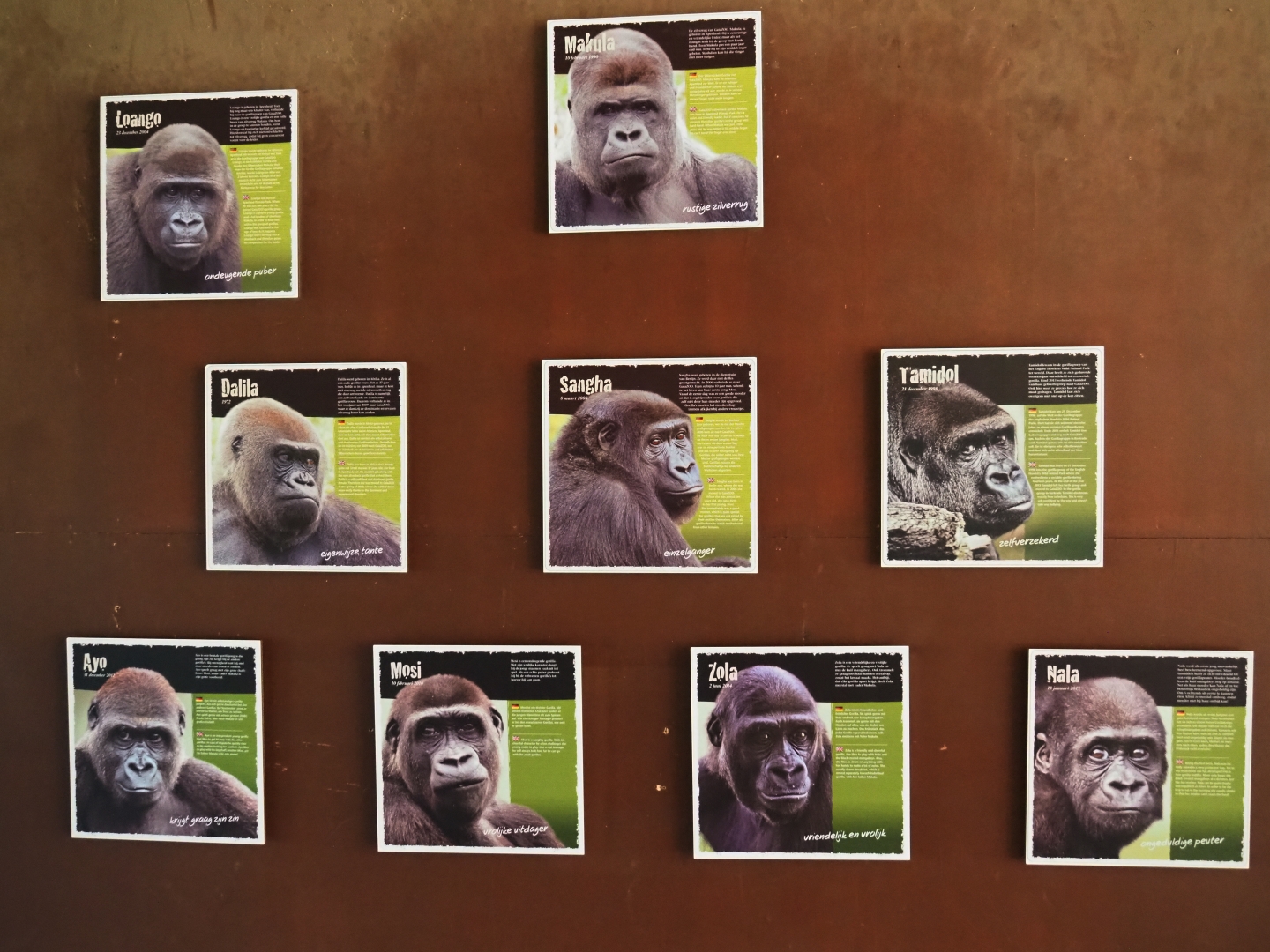 Western lowland gorilla identification signs, 2019-03-30