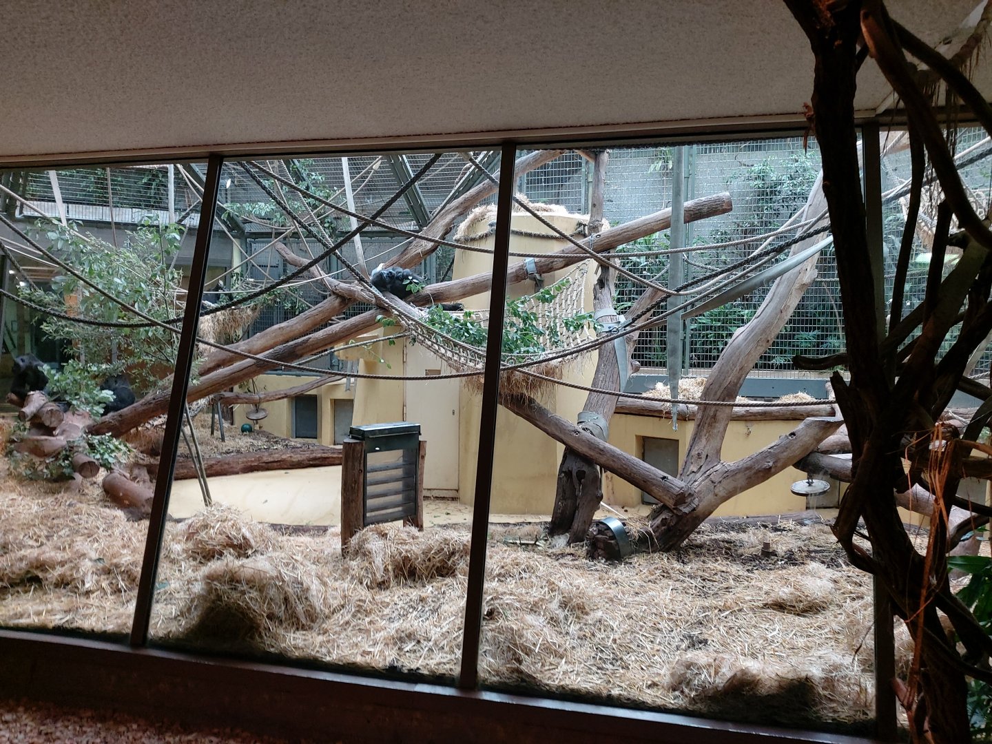 Western lowland gorilla indoor enclosure - Ape house