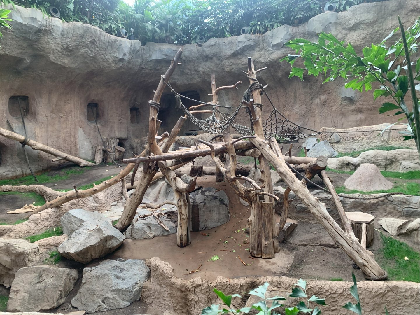 Western Lowland Gorilla indoor enclosure - Pongoland