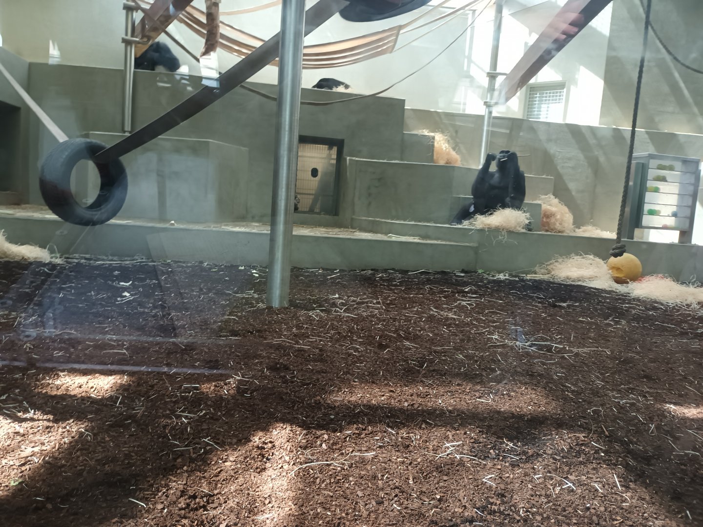 Western lowland Gorilla indoor Enclosure