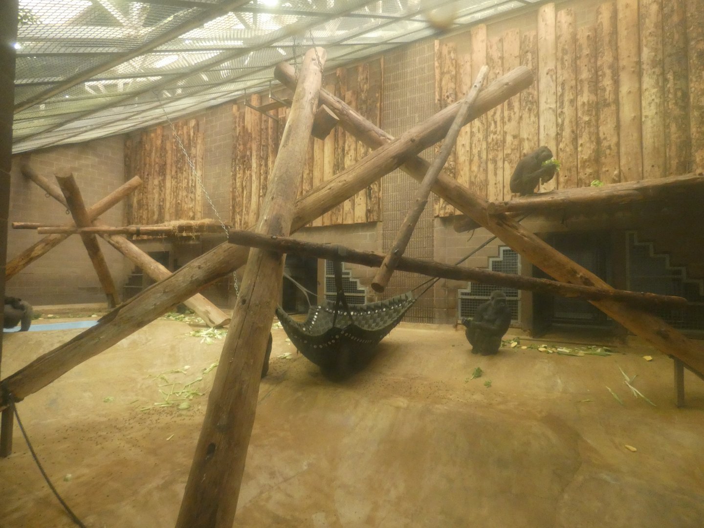 Western lowland gorilla indoor enclosure