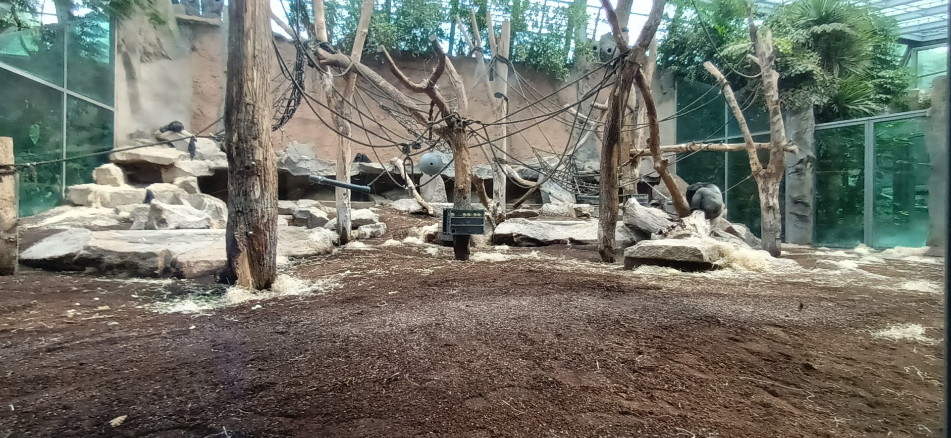 Western lowland Gorilla indoor Enclosure