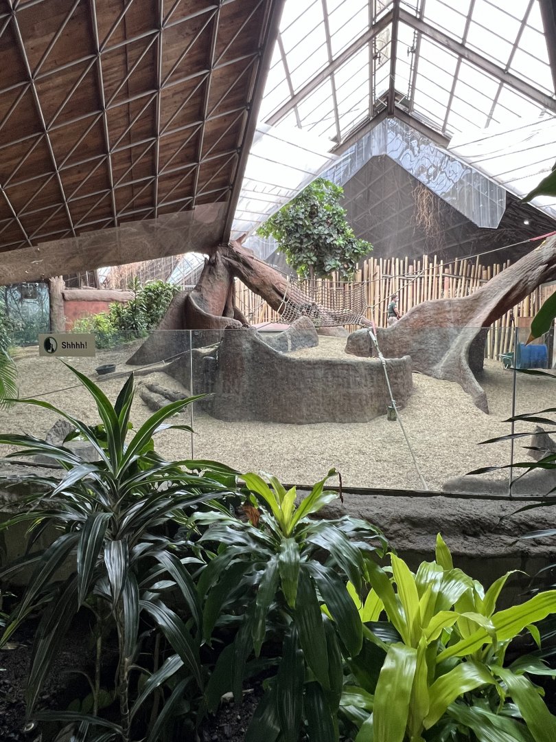 Western Lowland Gorilla Indoor Exhibit 1