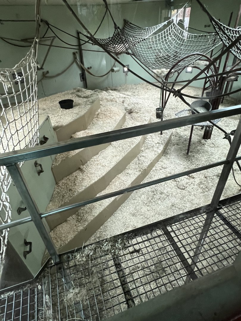 Western Lowland Gorilla Indoor Exhibit 2