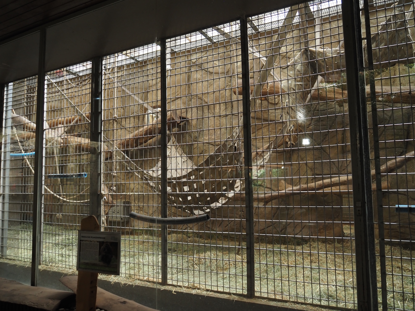 Western lowland gorilla indoor exhibit, 2024-06-08