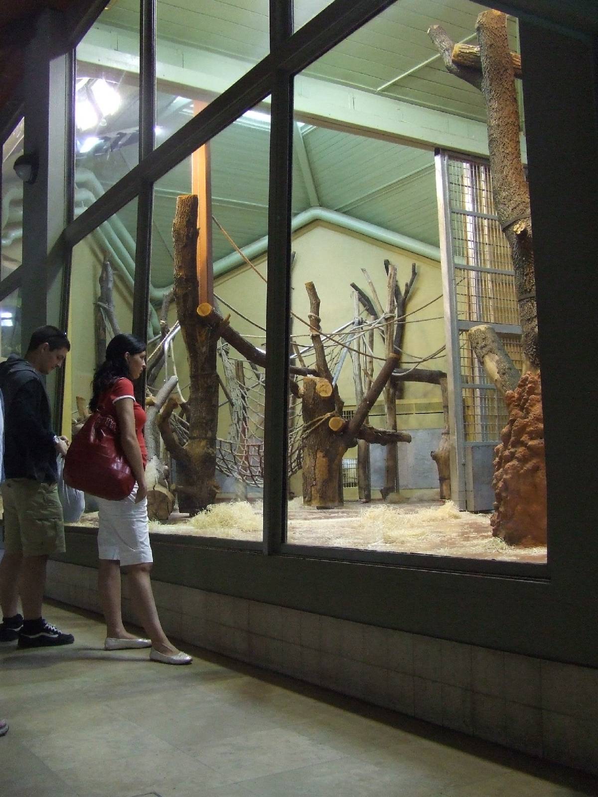 Western lowland gorilla indoor exhibit @ Budapest Zoo