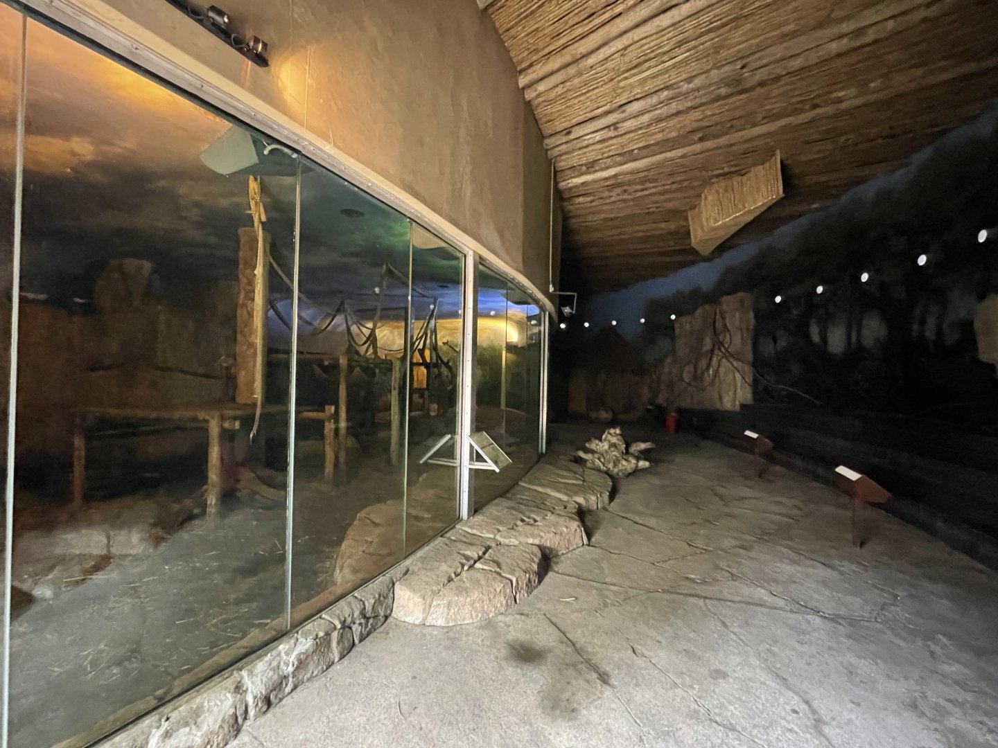 Western Lowland Gorilla Indoor Exhibit (Gorilla gorilla gorilla)