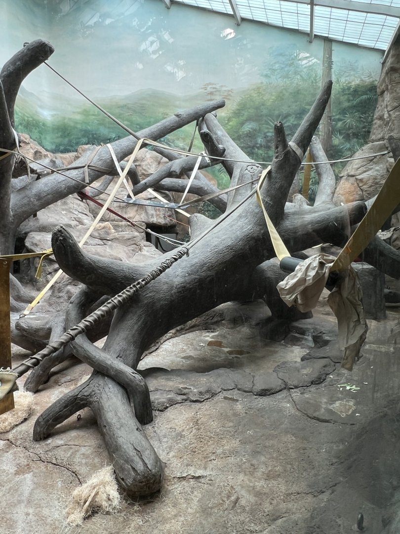 Western Lowland Gorilla Indoor Exhibit