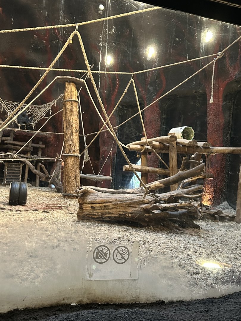 Western lowland gorilla indoor exhibit