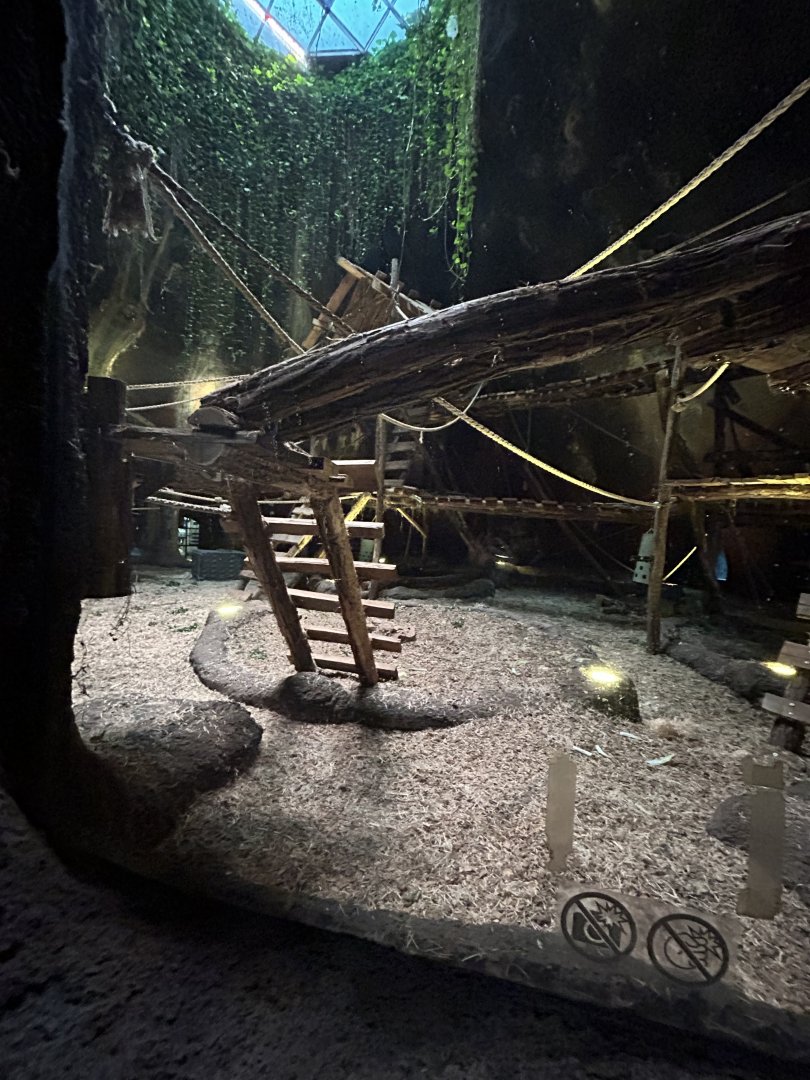 Western lowland gorilla indoor exhibit