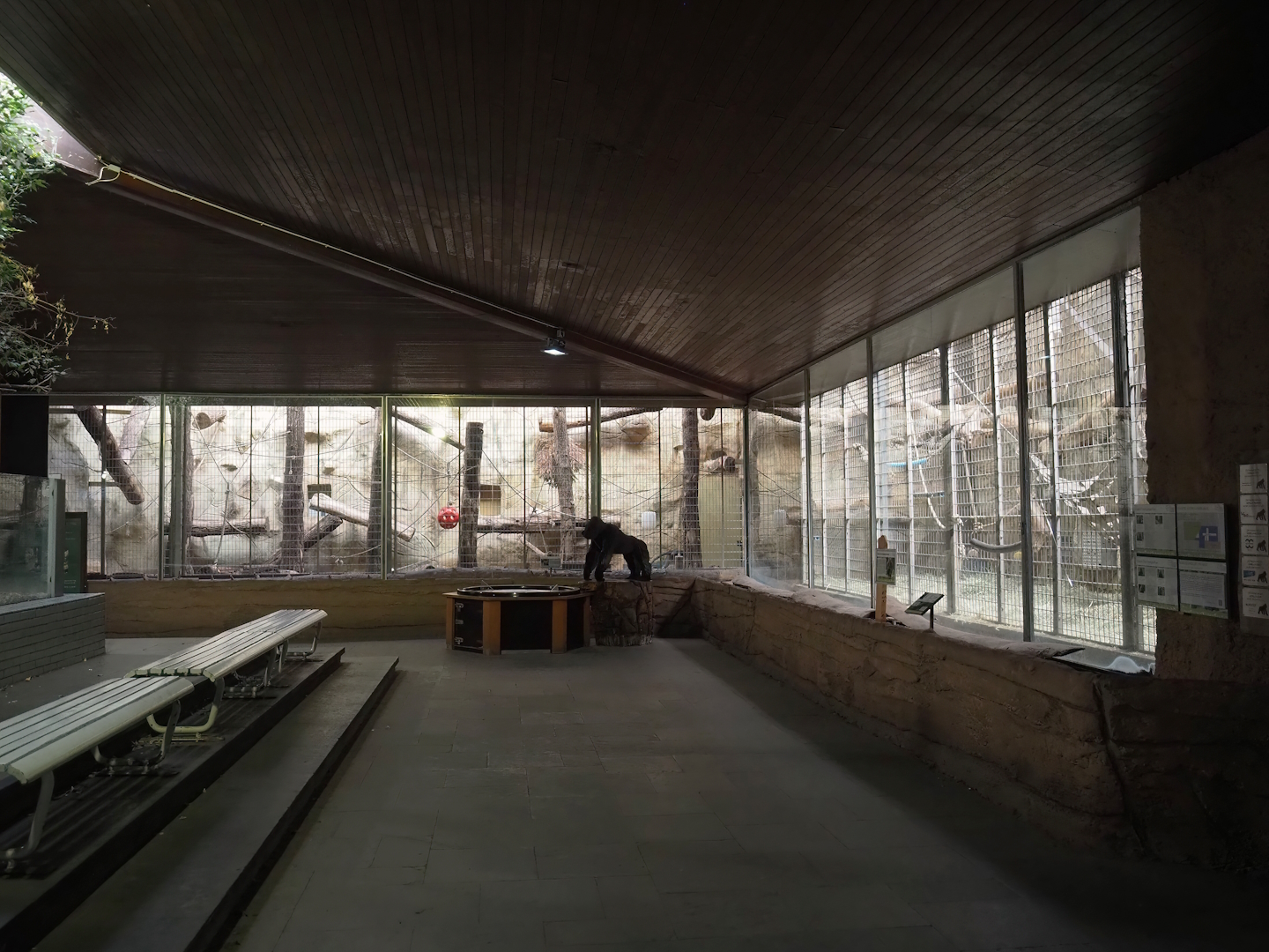 Western lowland gorilla indoor exhibits, 2024-06-08