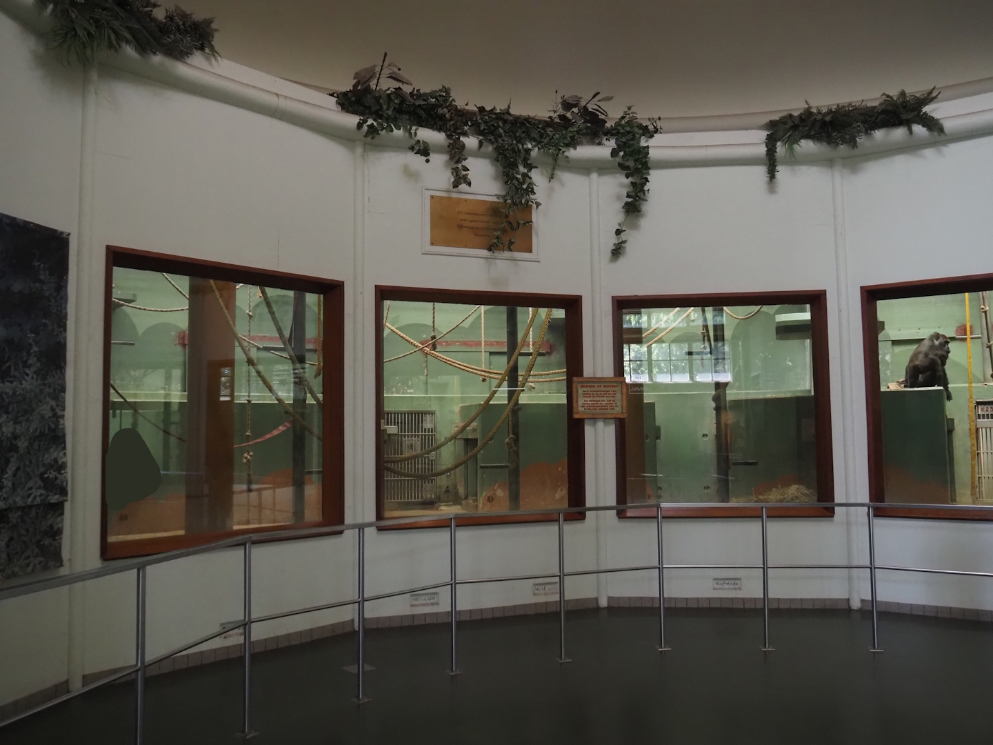 Western lowland gorilla indoor exhibits, 2024-06-30