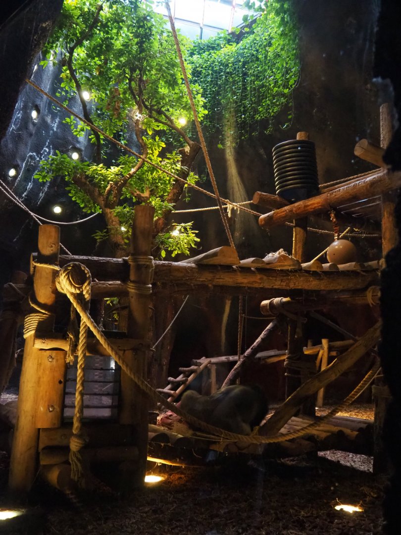 Western lowland gorilla indoor housing in the first gorilla volcano, 2019-10-04