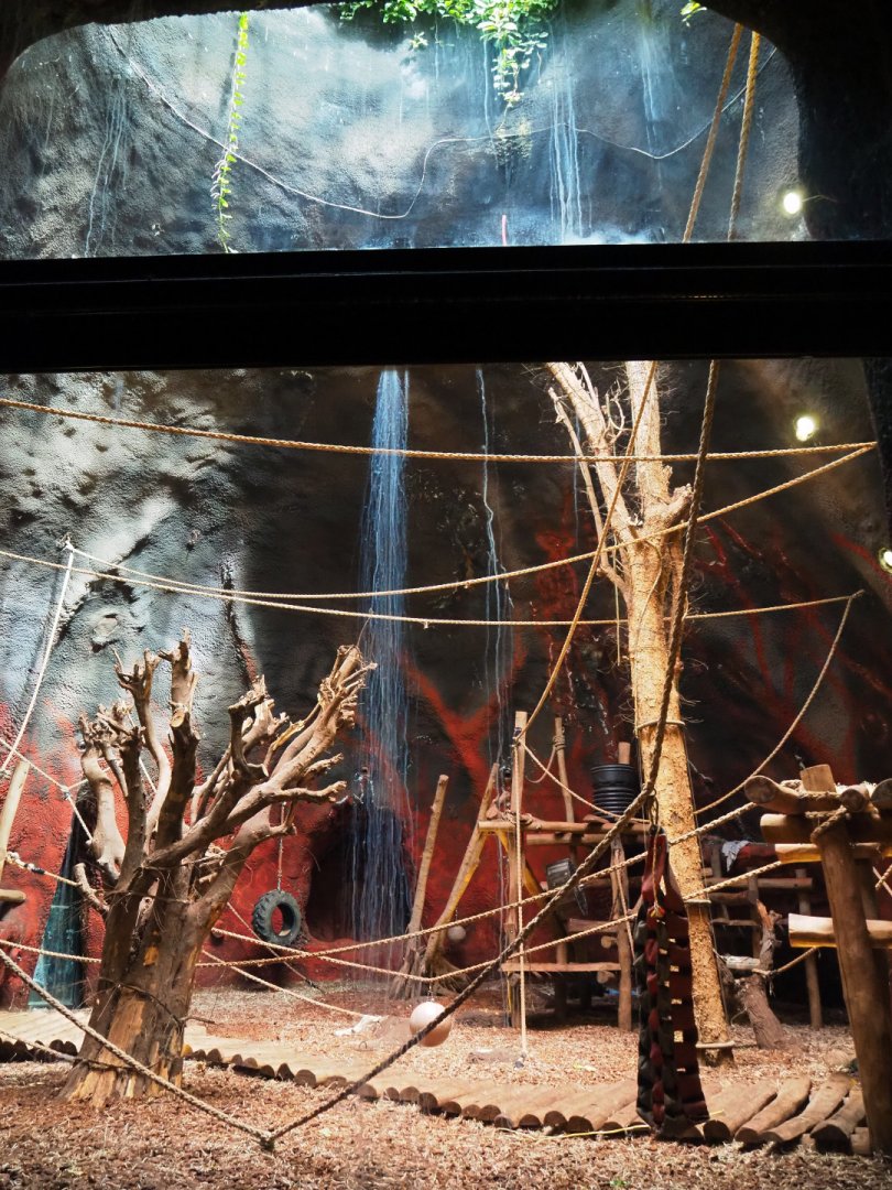 Western lowland gorilla indoor housing in the second gorilla volcano, 2019-10-04