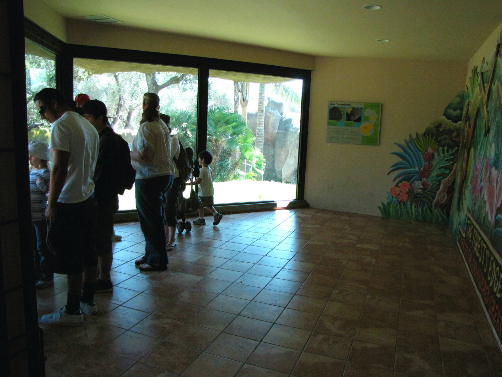 Western Lowland Gorilla Indoor Viewing Area