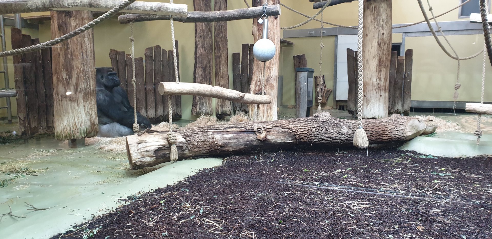 Western lowland gorilla, indoor