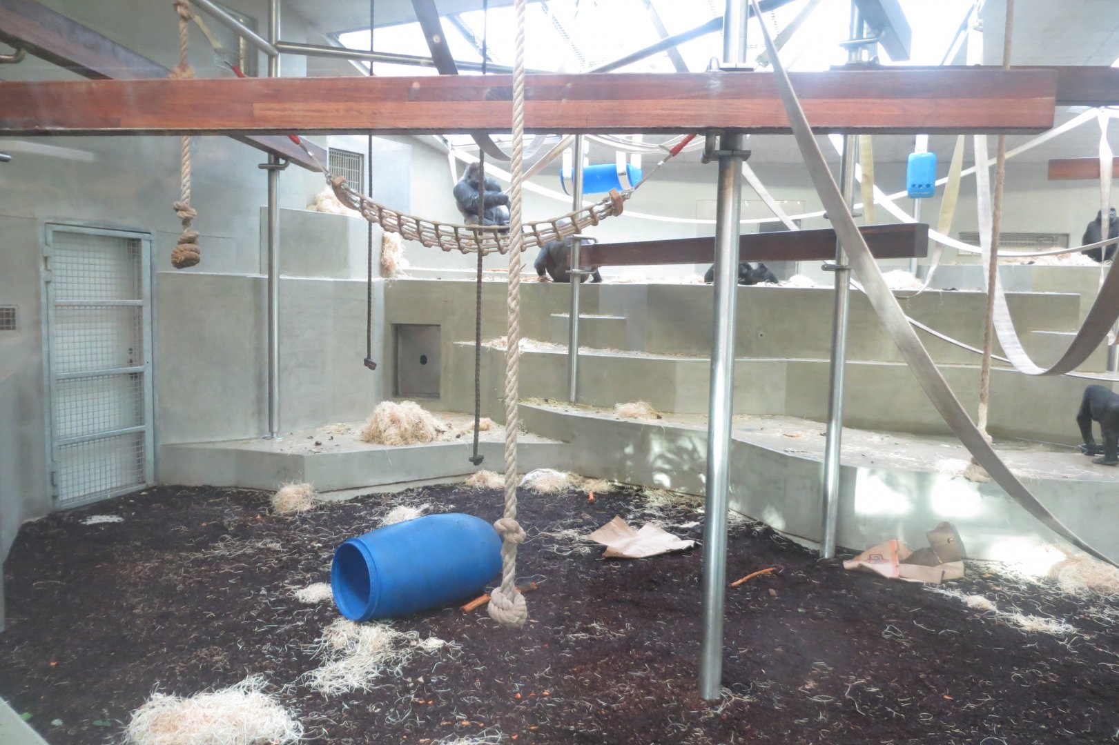 Western lowland gorilla indoors 011218