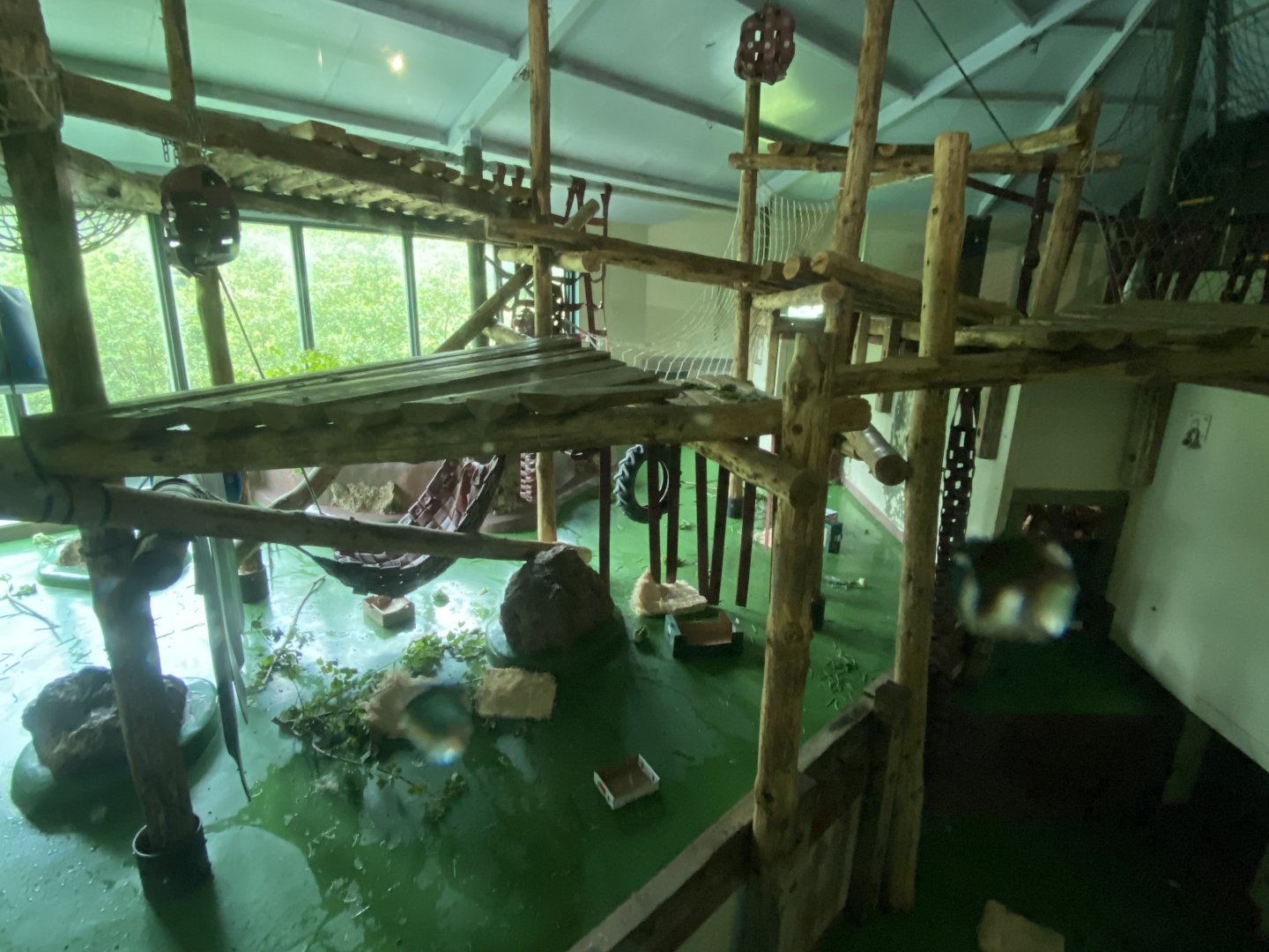 Western lowland gorilla indoors 130624