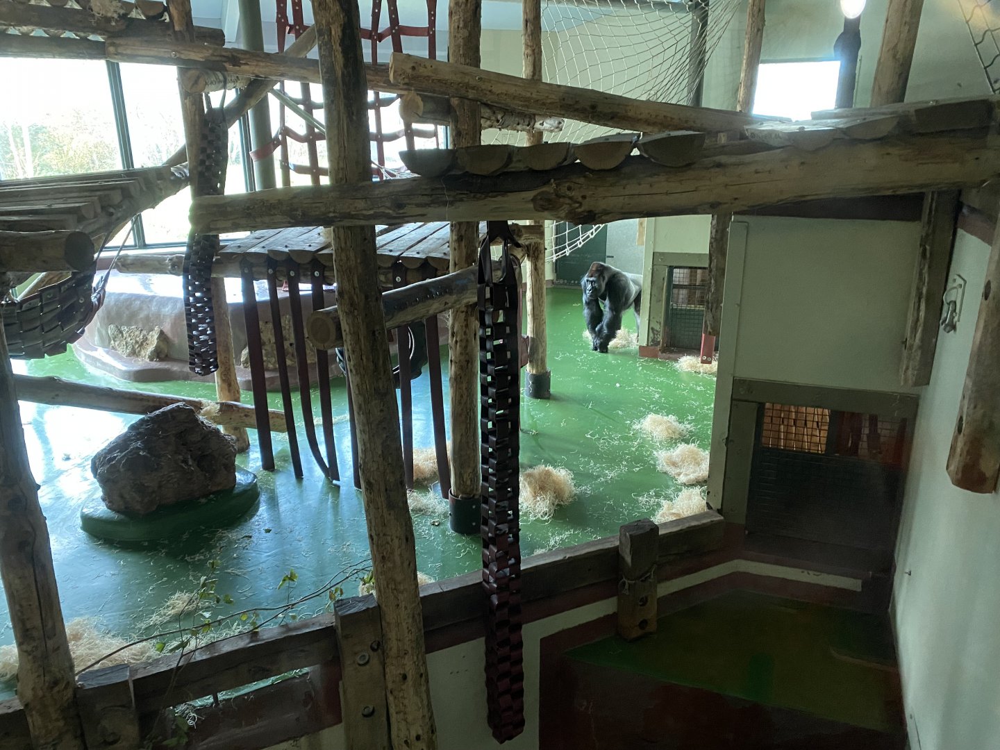 Western lowland gorilla indoors 201121