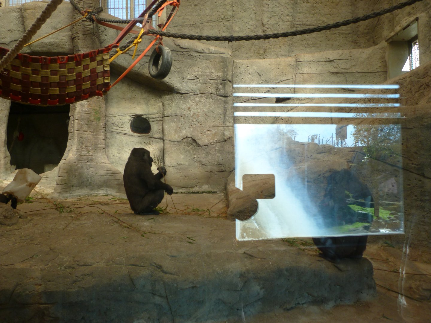 Western lowland gorilla indoors exhibit -Zoo Aquarium de Madrid (2025)