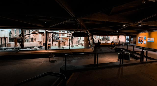 Western lowland gorilla indoors