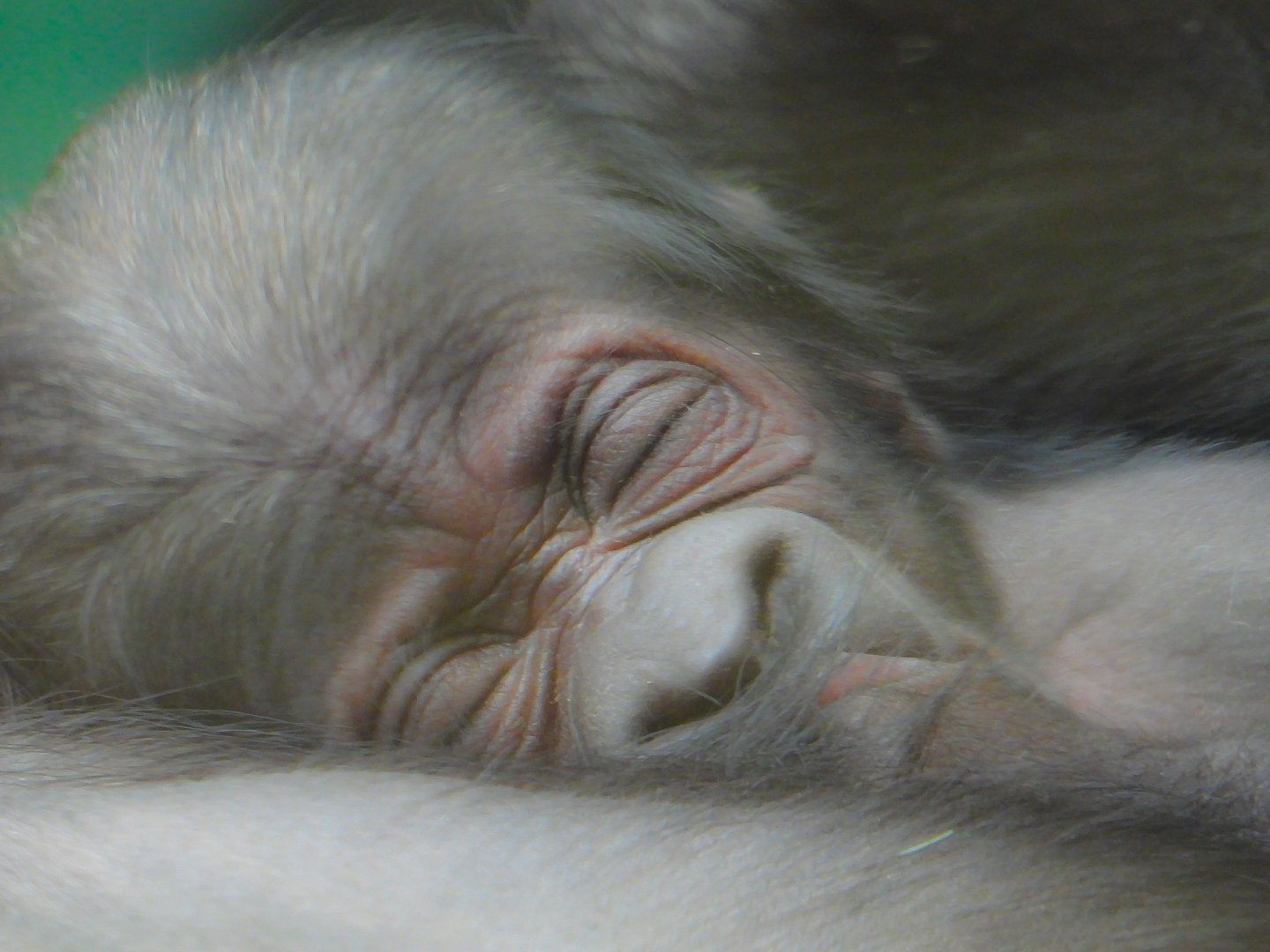 Western Lowland Gorilla infant- 22nd January 2024
