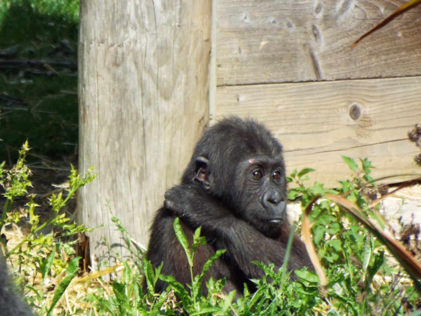 Western Lowland Gorilla Infant, Bristol Zoo