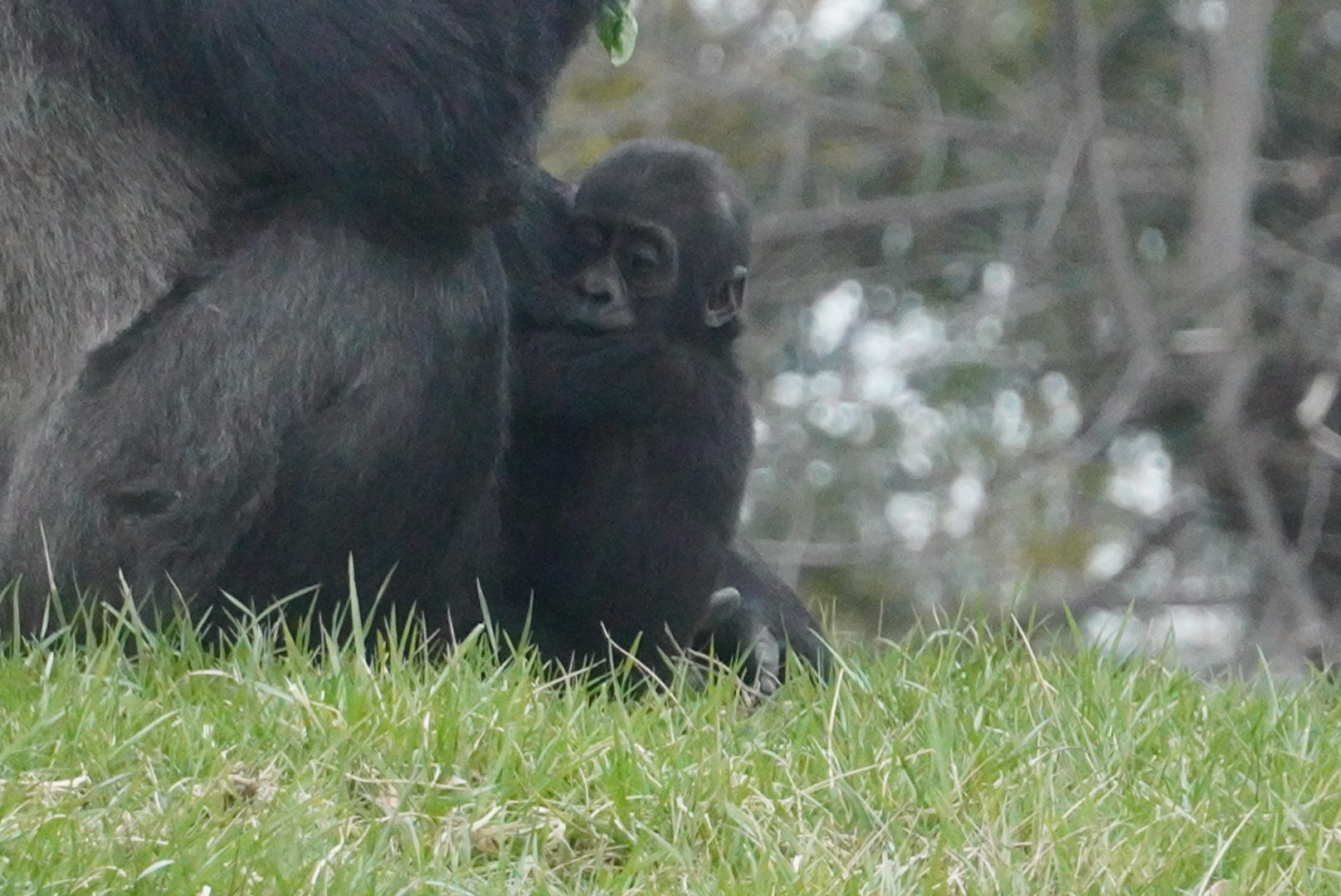 Western Lowland Gorilla Infant, “Motema”