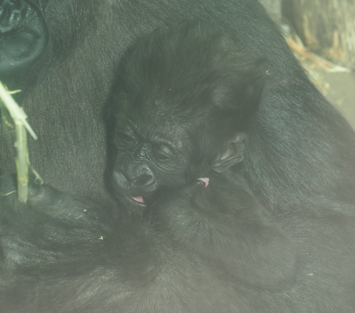 Western lowland gorilla infant Vizazi (Gorilla gorilla gorilla), 2020-09-20