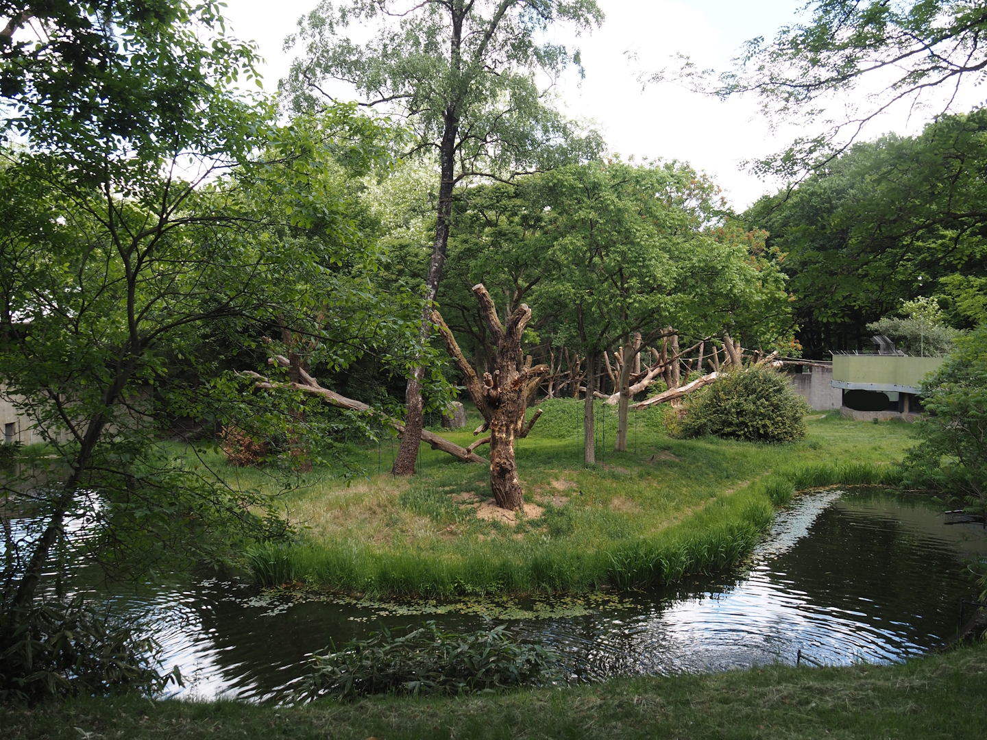 Western lowland gorilla island, 2025-05-17