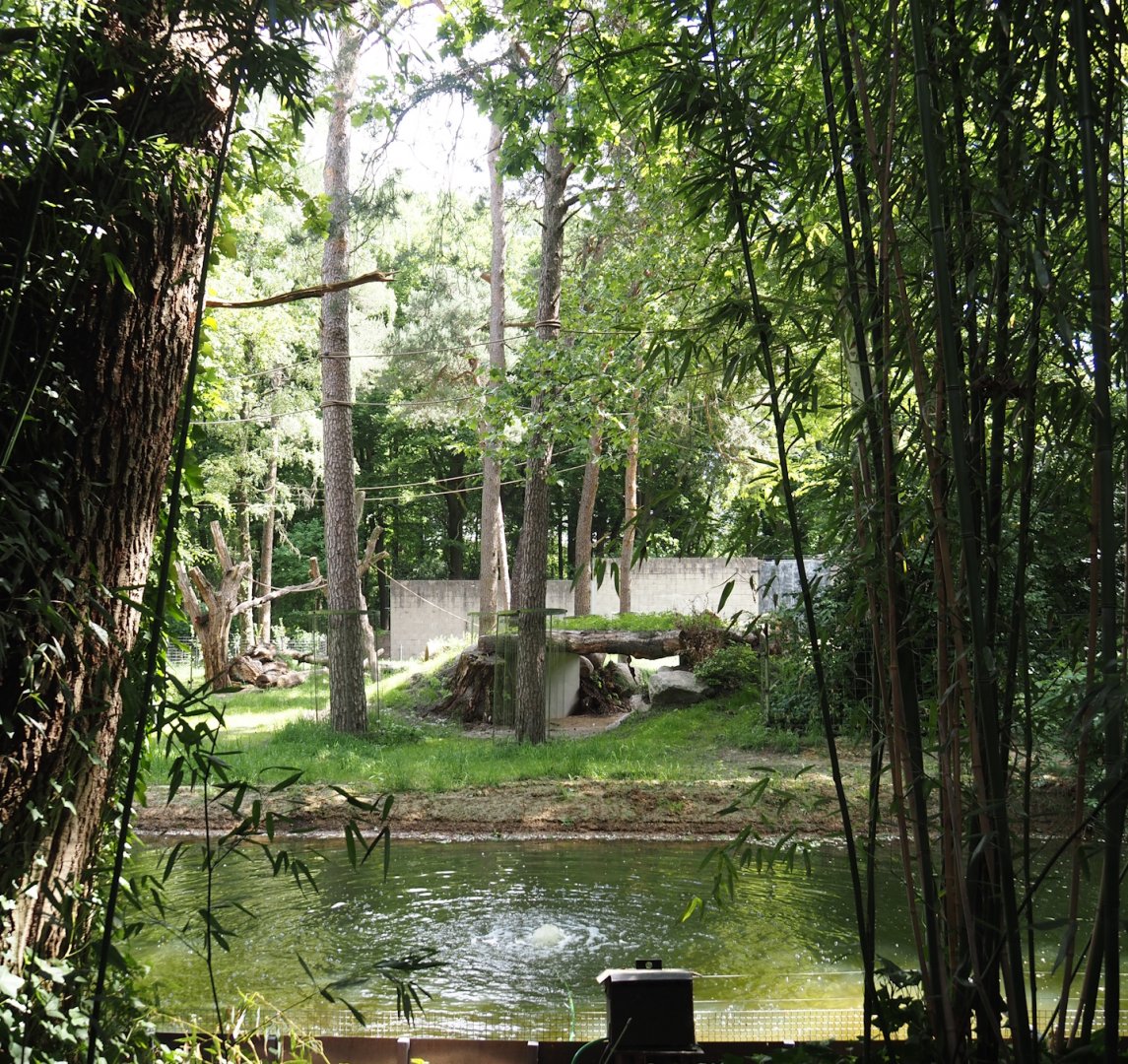 Western lowland gorilla island, 2025-05-17