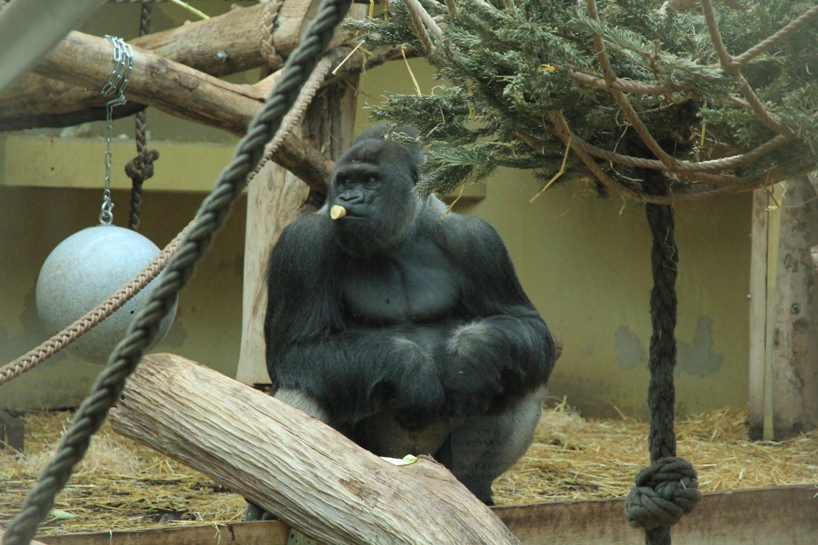 Western Lowland Gorilla (January 2018)