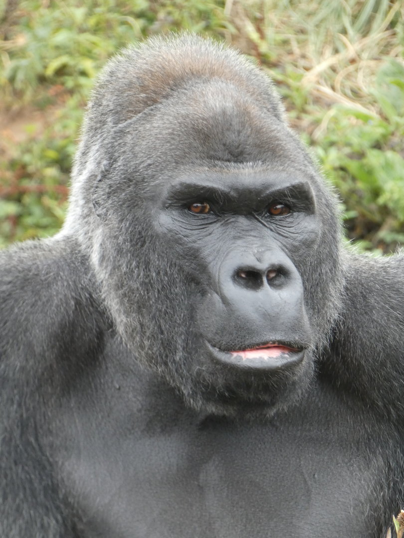 Western lowland gorilla, 'Jock' portrait