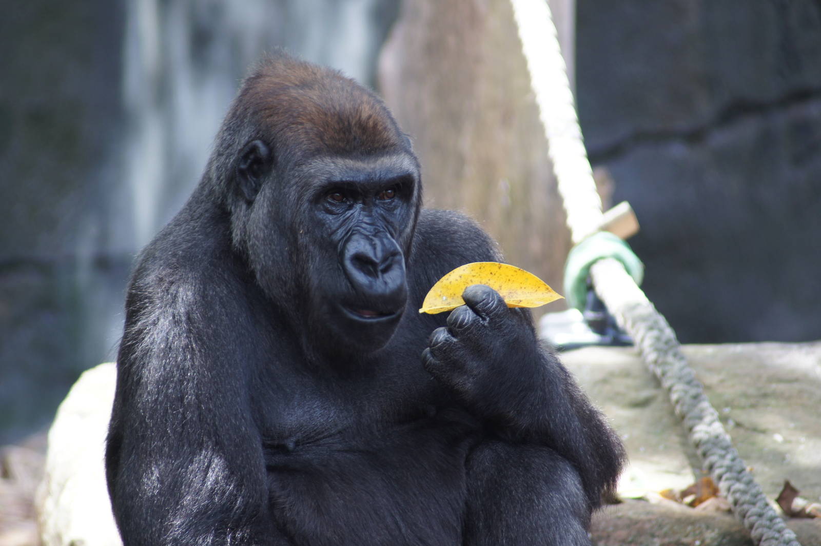 (Western lowland gorilla) Johari