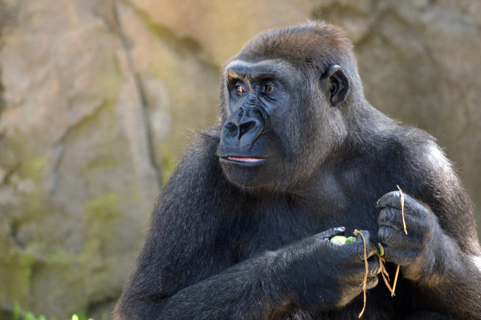 Western lowland gorilla 'Johari'