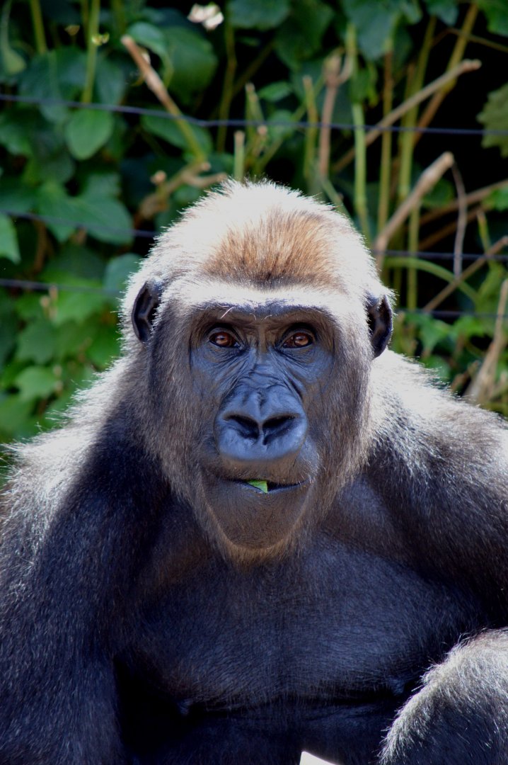 Western lowland gorilla 'Johari'