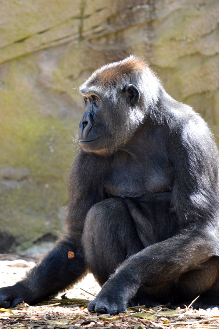 Western lowland gorilla 'Johari'