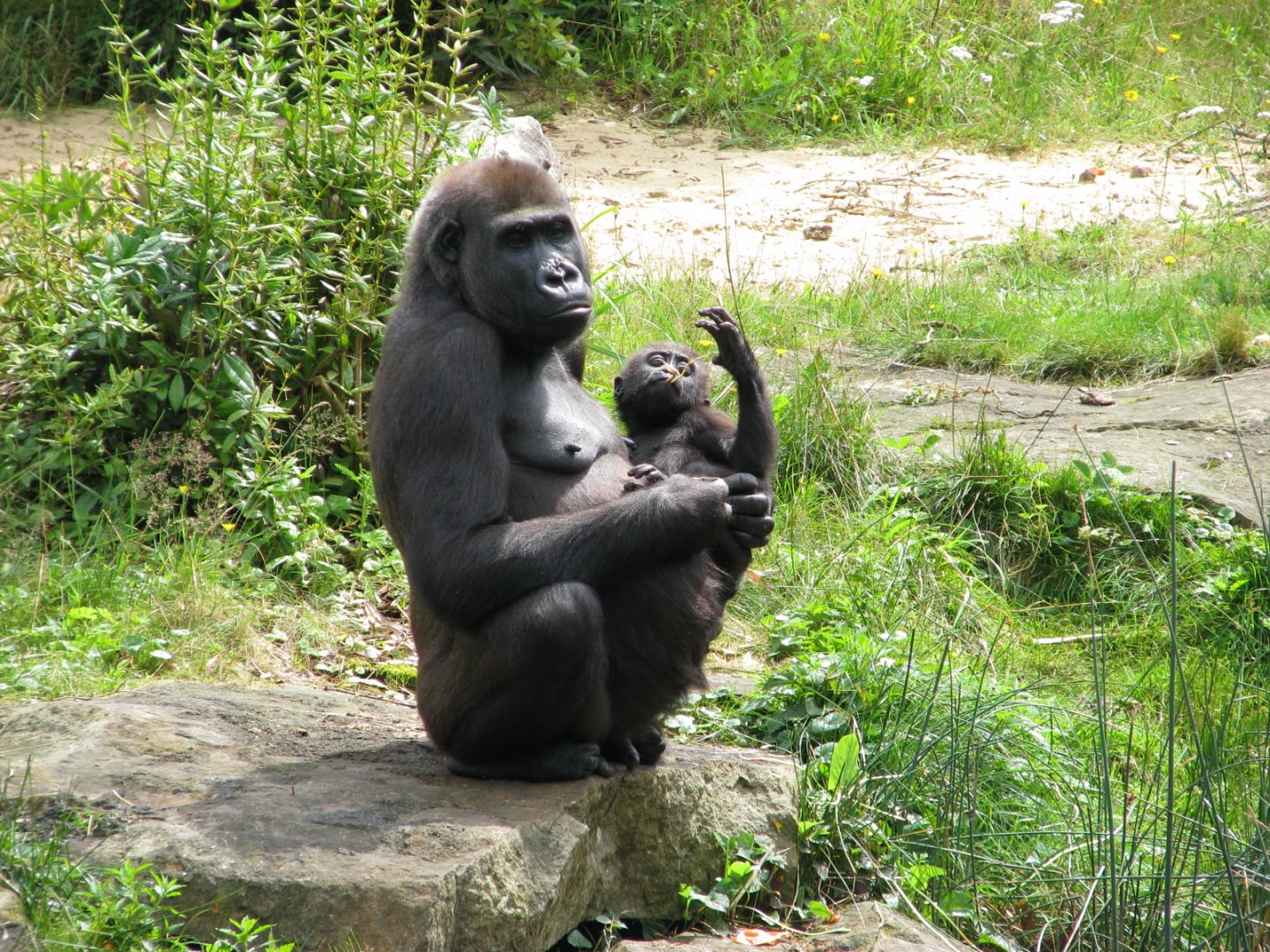 Western lowland gorilla - July 2012