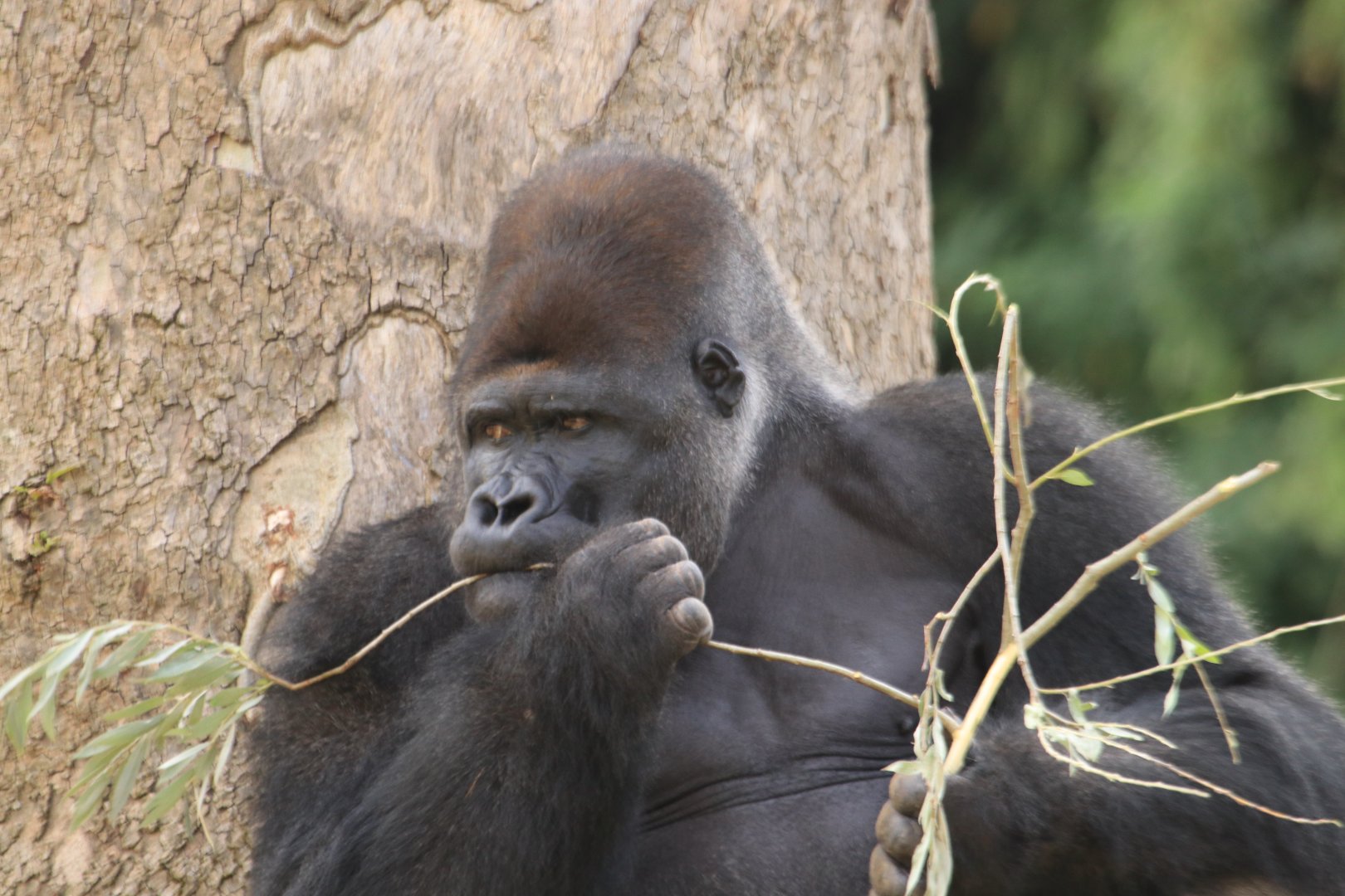Western lowland gorilla (July 2019)