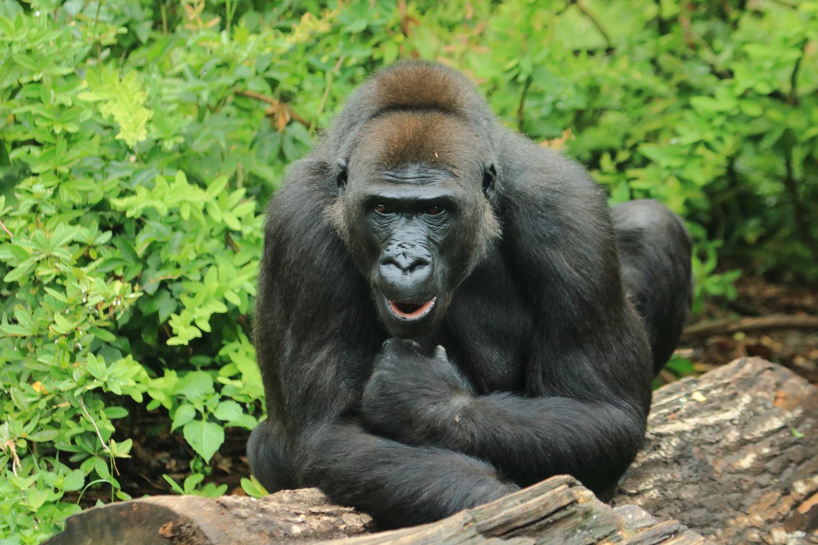 Western lowland gorilla (July 2020)