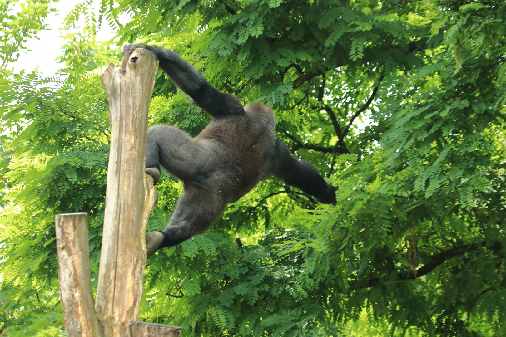 Western lowland gorilla (July 2020)