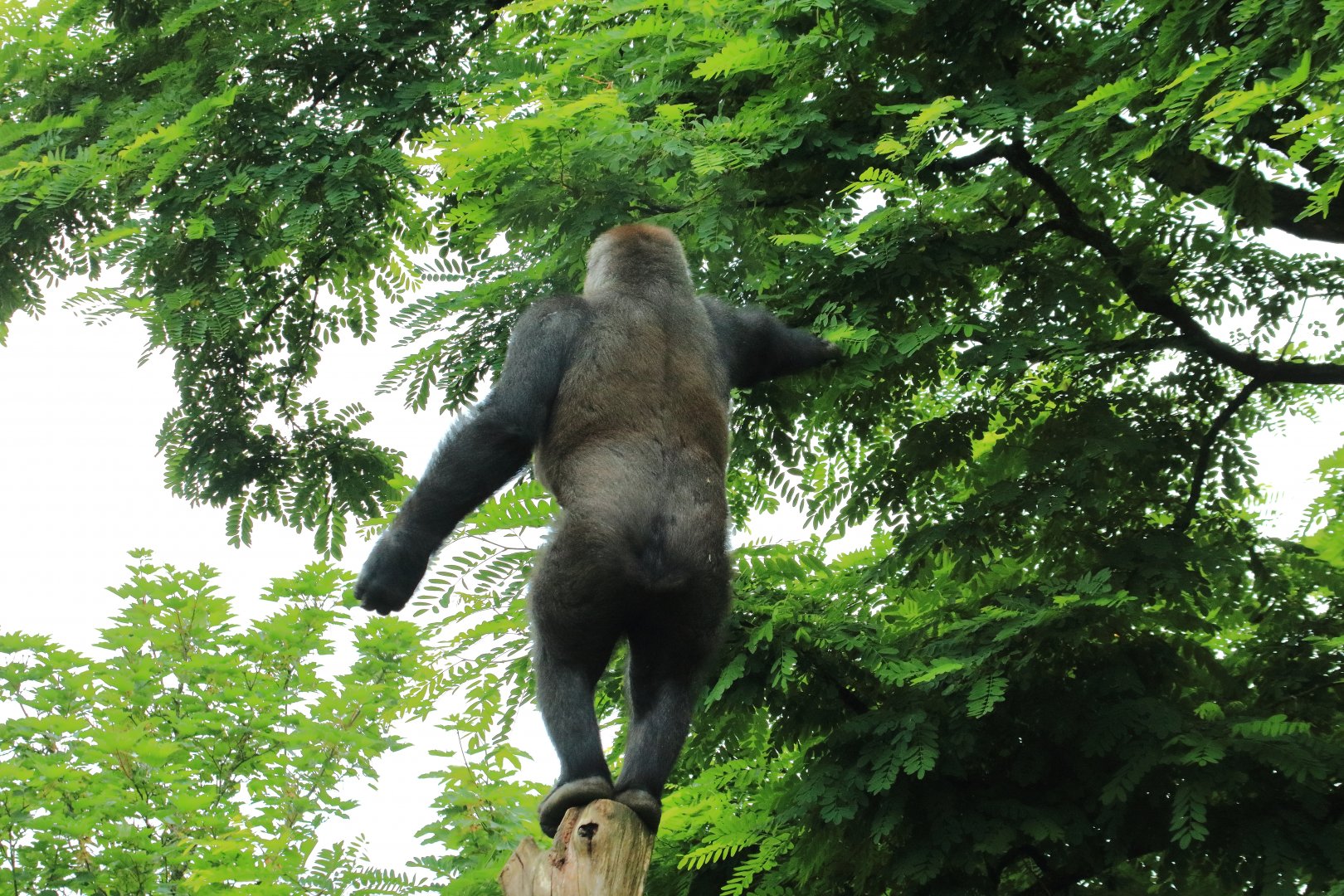 Western lowland gorilla (July 2020)